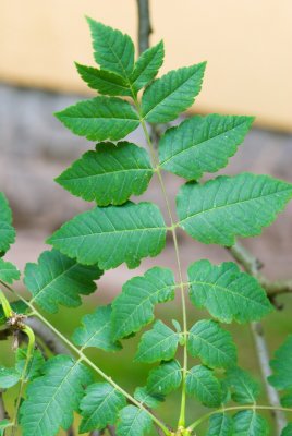 Koelreuteria paniculata - svitel latnatý - list